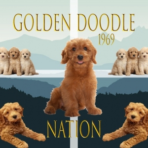golden-doodle-flag-01